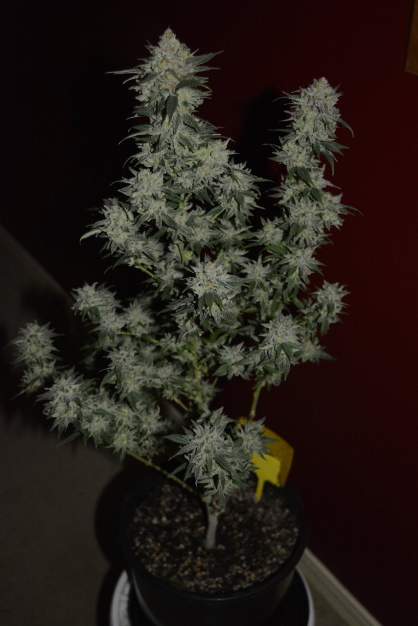 012721 Super Lemon Haze Flip Day 70 8.JPG