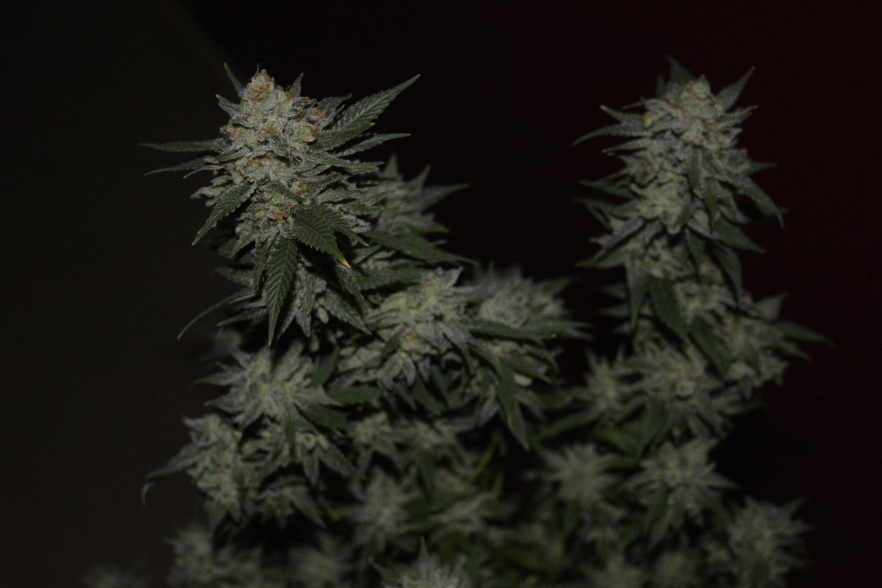 012721 Super Lemon Haze Flip Day 70 9.JPG