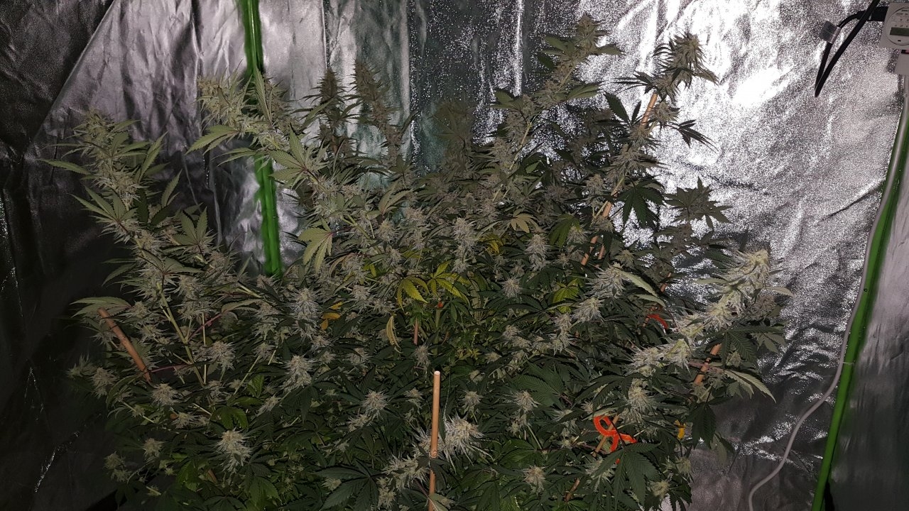 012919 Tangie Ghost Train 1.1 Flip Day 36 16.jpg