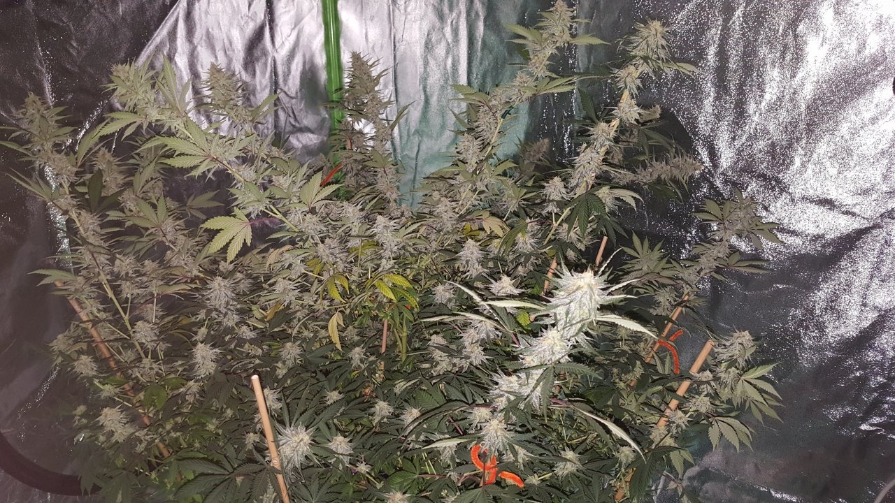 012919 Tangie Ghost Train 1.1 Flip Day 36 17.jpg