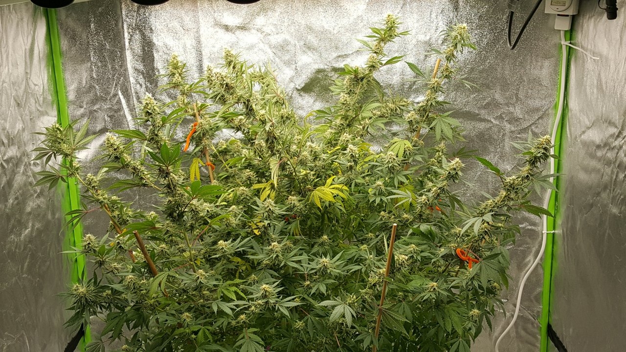 012919 Tangie Ghost Train 1.1 Flip Day 36 2.jpg