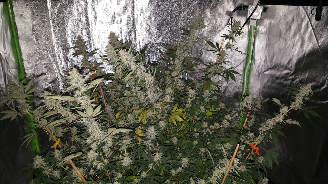 012919 Tangie Ghost Train 1.1 Flip Day 36 4.jpg