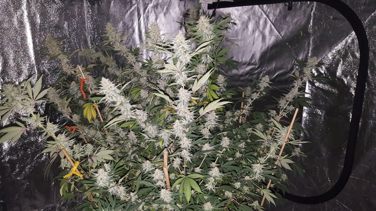 012919 Tangie Ghost Train 1.1 Flip Day 36 5.jpg