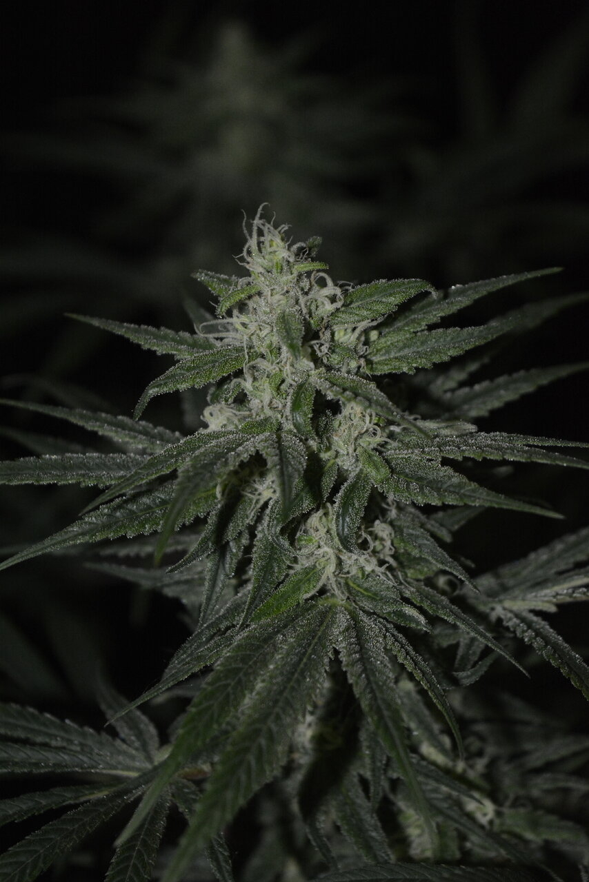 013120 Purple Orange CBD Flip Day 43 10.JPG