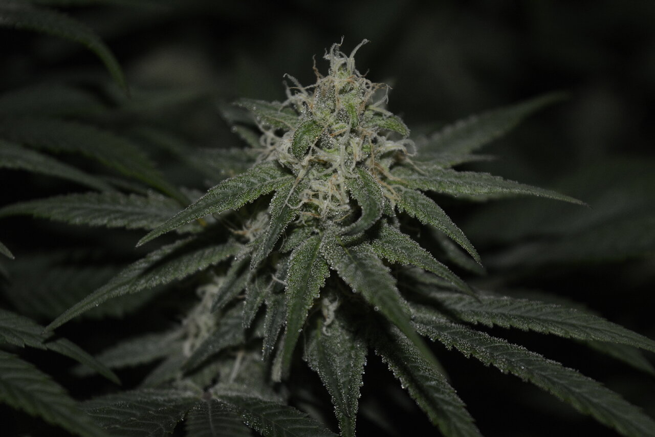 013120 Purple Orange CBD Flip Day 43 11.JPG