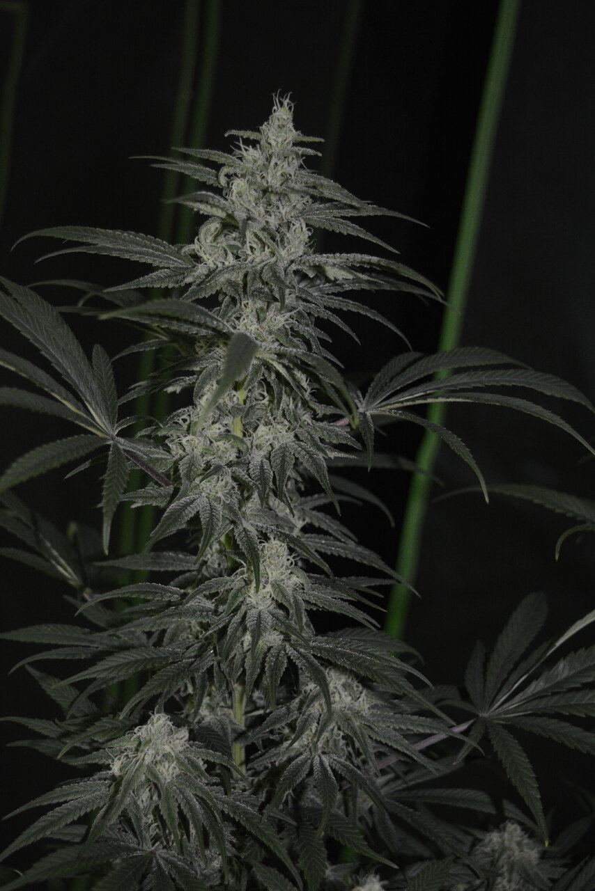 013120 Purple Orange CBD Flip Day 43 5.JPG