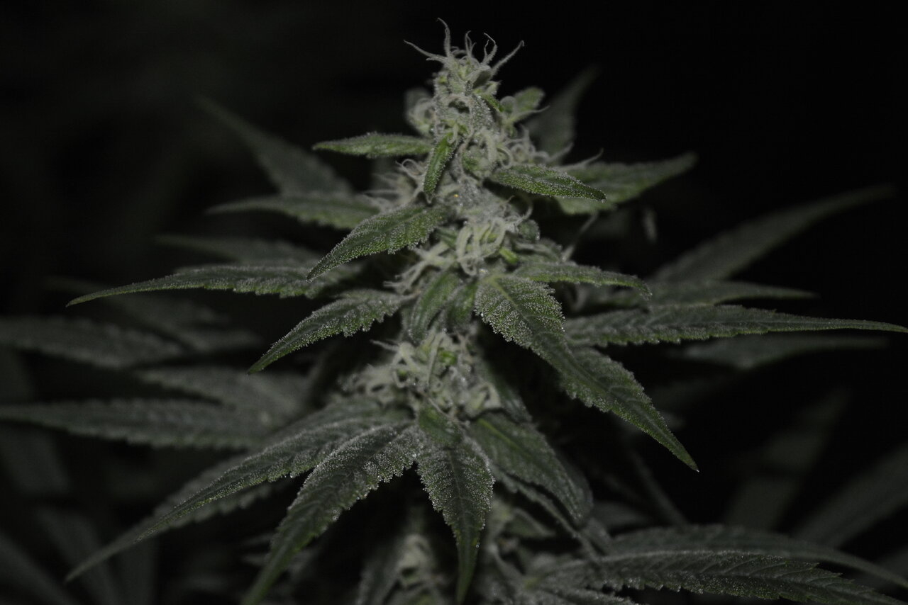 013120 Purple Orange CBD Flip Day 43 8.JPG