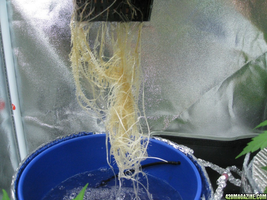 0204_PK1_Roots_8-4