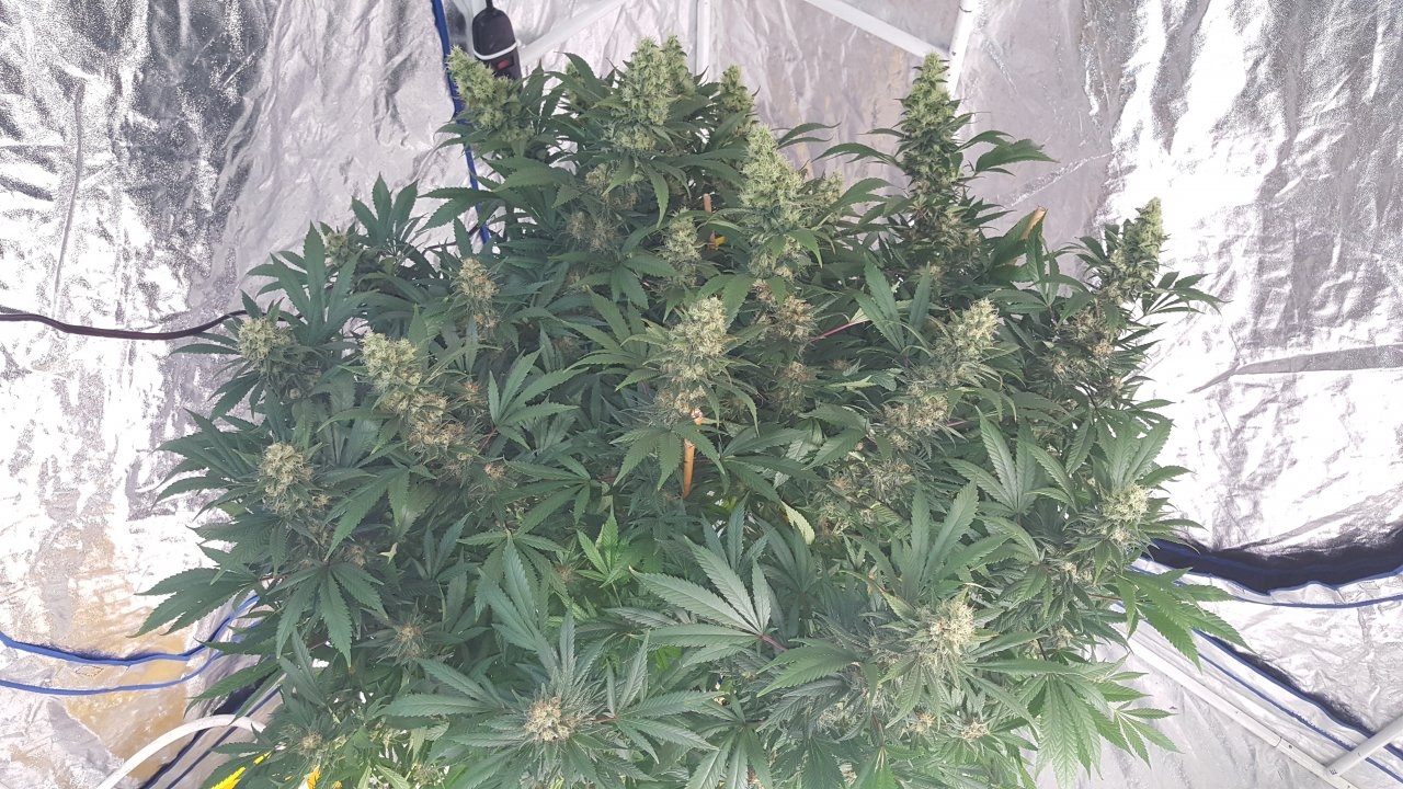 020619 Amherst Sour Diesel Flip Day 44 4.jpg