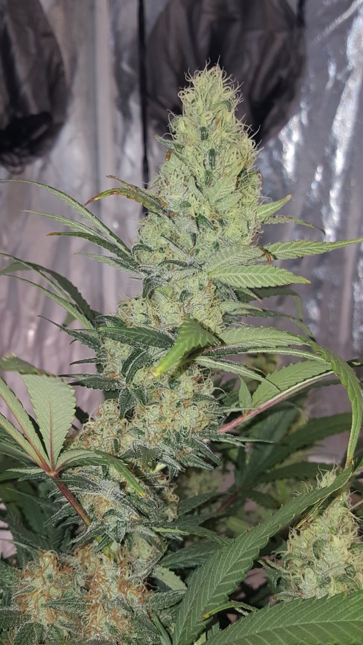 020619 Amherst Sour Diesel Flip Day 44 6.jpg