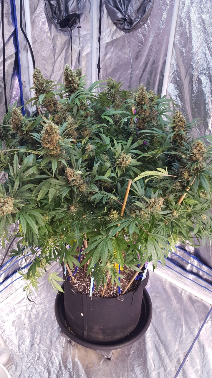 022019 Amherst Sour Diesel Flip Day 58 1.jpg