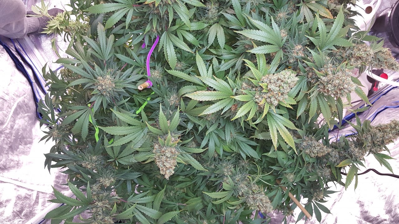 022019 Amherst Sour Diesel Flip Day 58 10.jpg