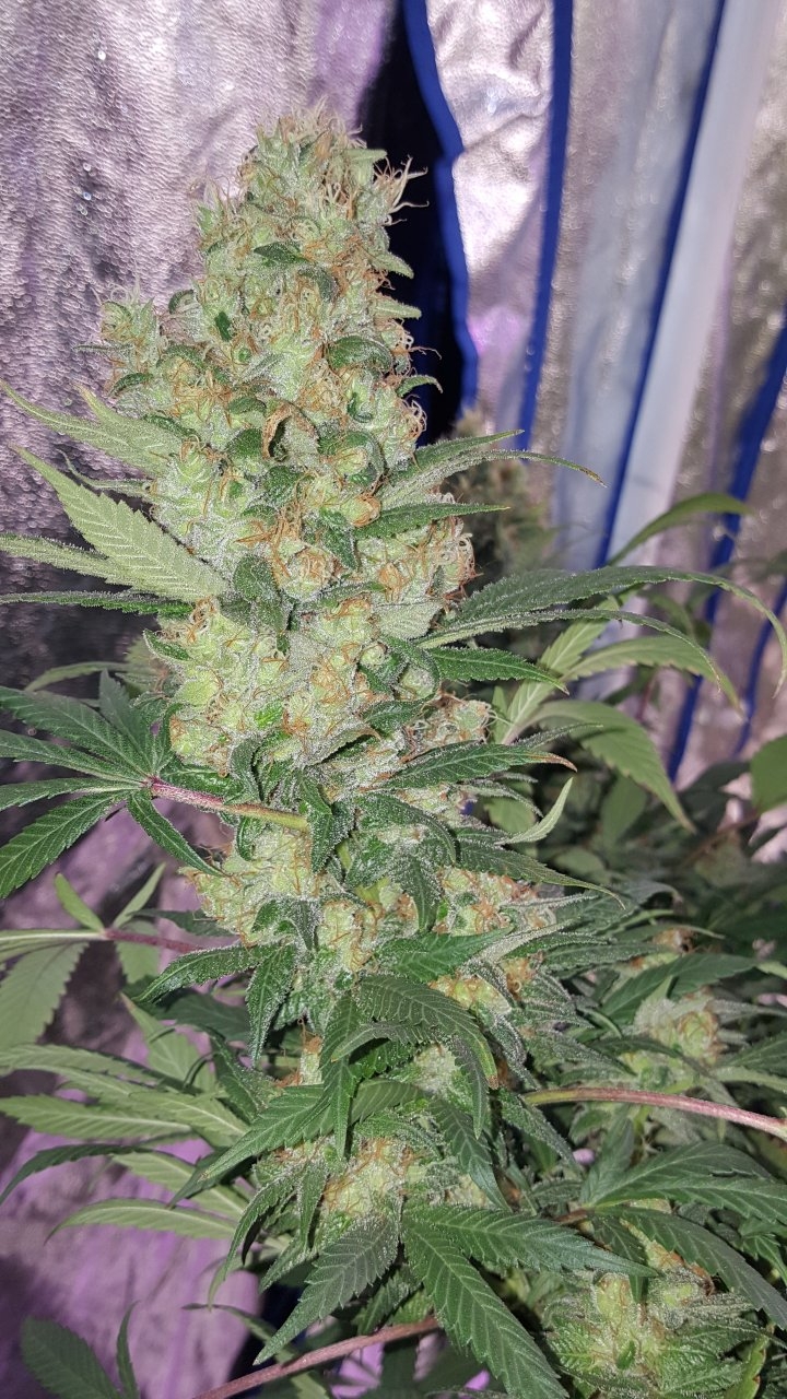 022019 Amherst Sour Diesel Flip Day 58 12.jpg