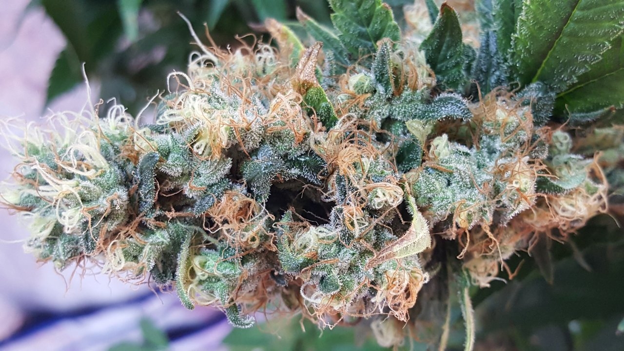 022019 Amherst Sour Diesel Flip Day 58 13.jpg