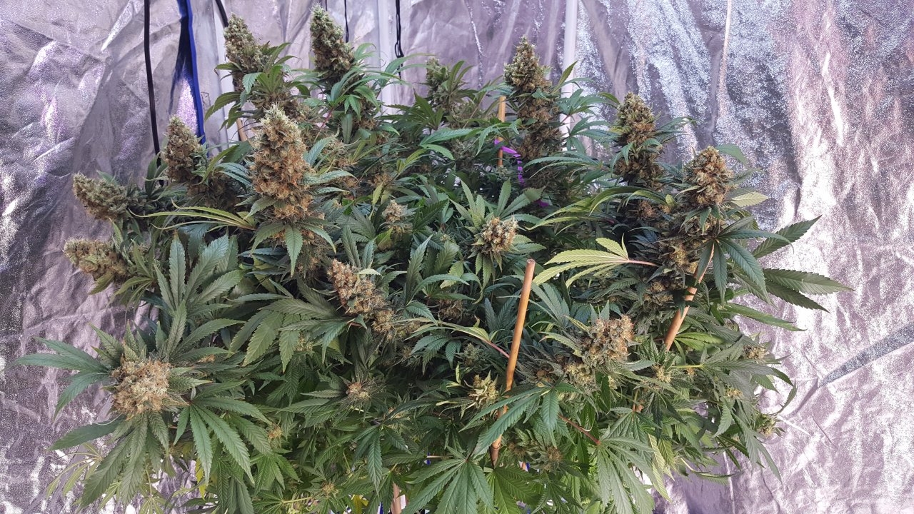 022019 Amherst Sour Diesel Flip Day 58 2.jpg