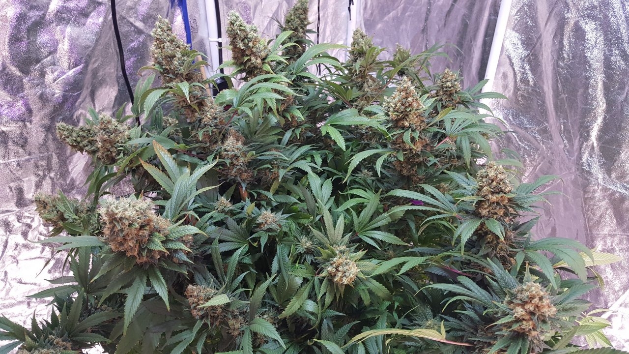 022019 Amherst Sour Diesel Flip Day 58 3.jpg