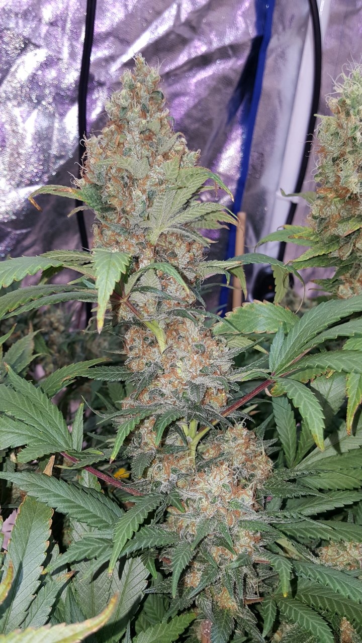 022019 Amherst Sour Diesel Flip Day 58 4.jpg