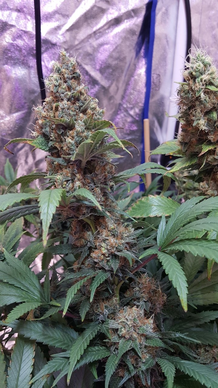 022019 Amherst Sour Diesel Flip Day 58 5.jpg