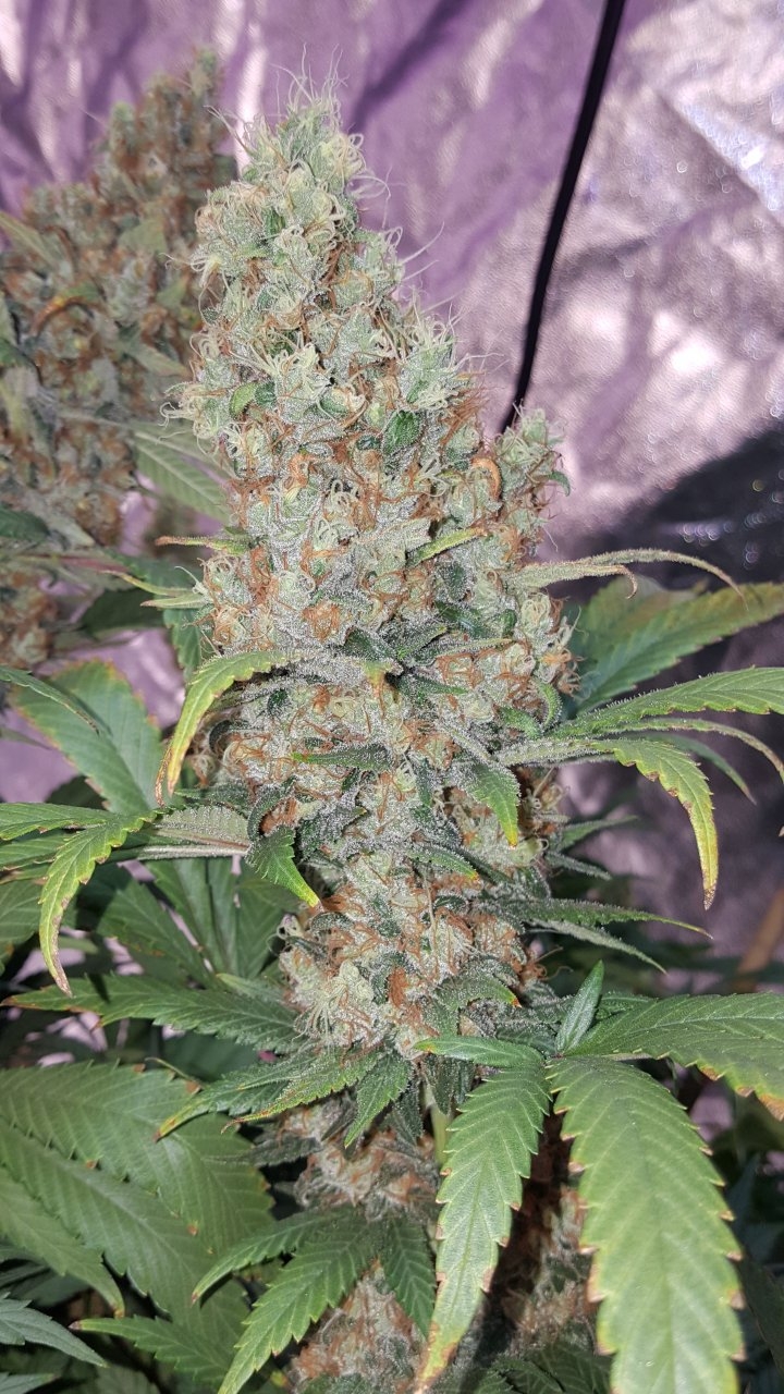 022019 Amherst Sour Diesel Flip Day 58 6.jpg