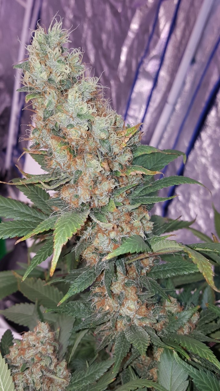 022019 Amherst Sour Diesel Flip Day 58 7.jpg