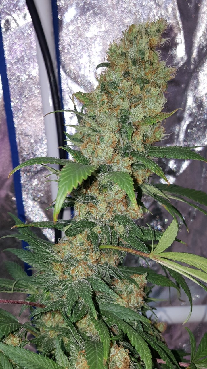 022019 Amherst Sour Diesel Flip Day 58 8.jpg