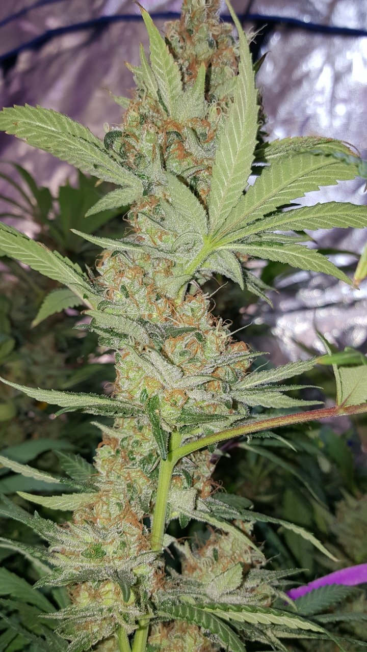 022019 Amherst Sour Diesel Flip Day 58 9.jpg