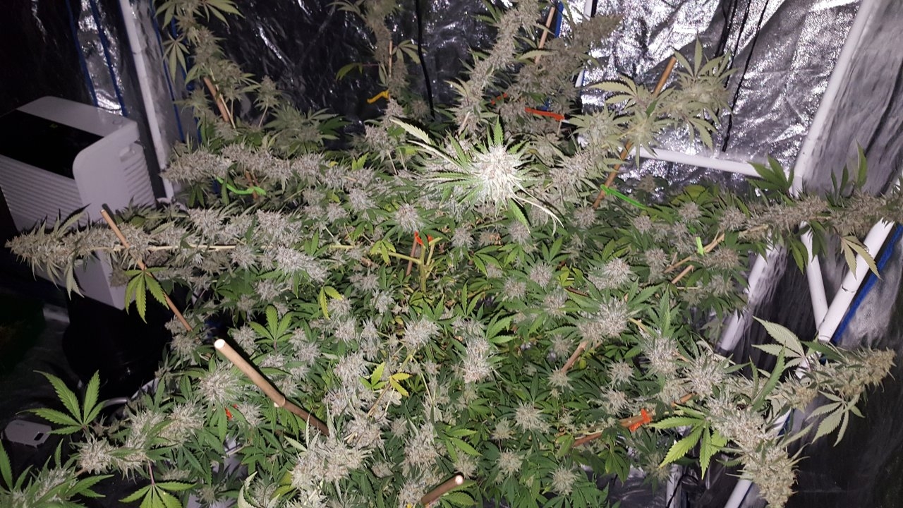 022019 Tangie Ghost Train 1.1 Flip Day 58 11.jpg