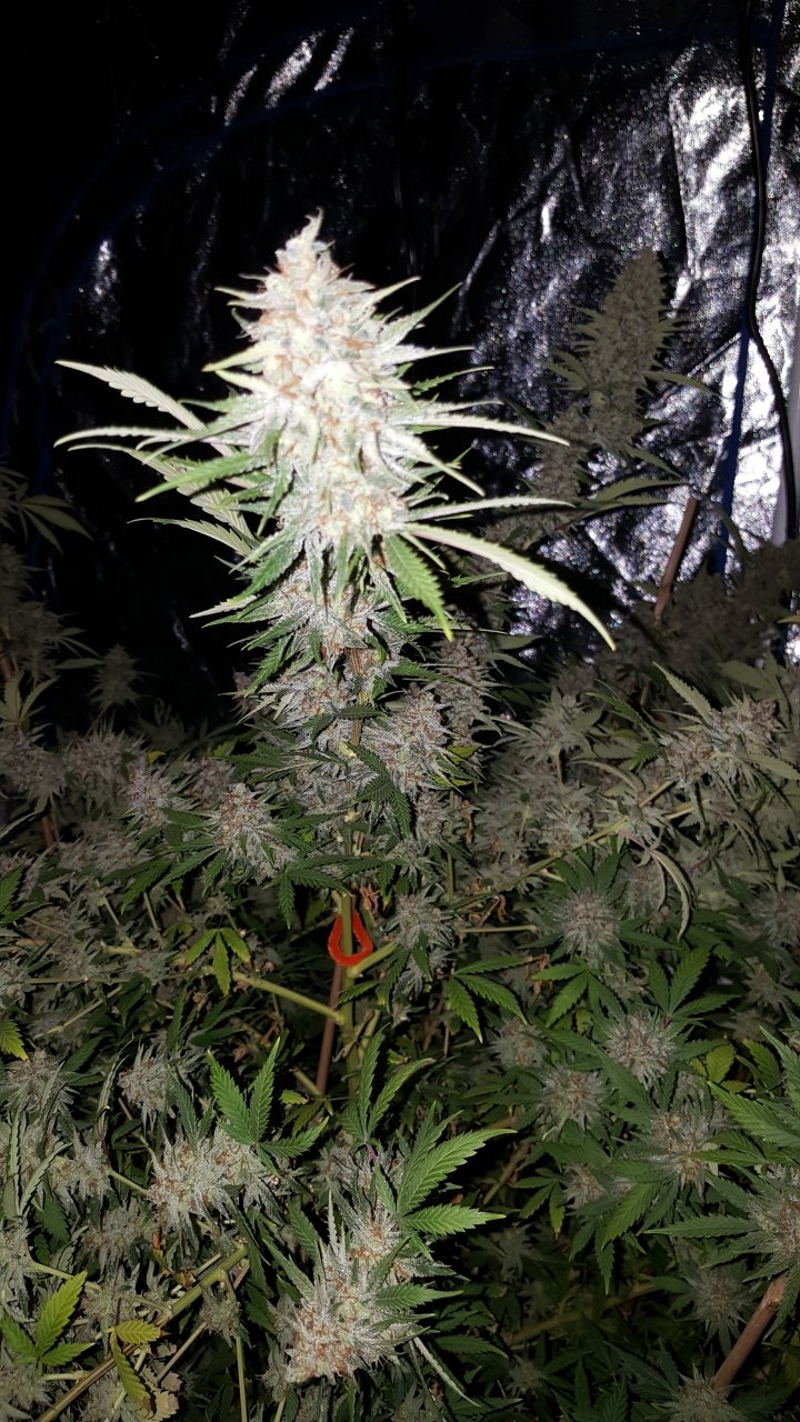 022019 Tangie Ghost Train 1.1 Flip Day 58 12.jpg