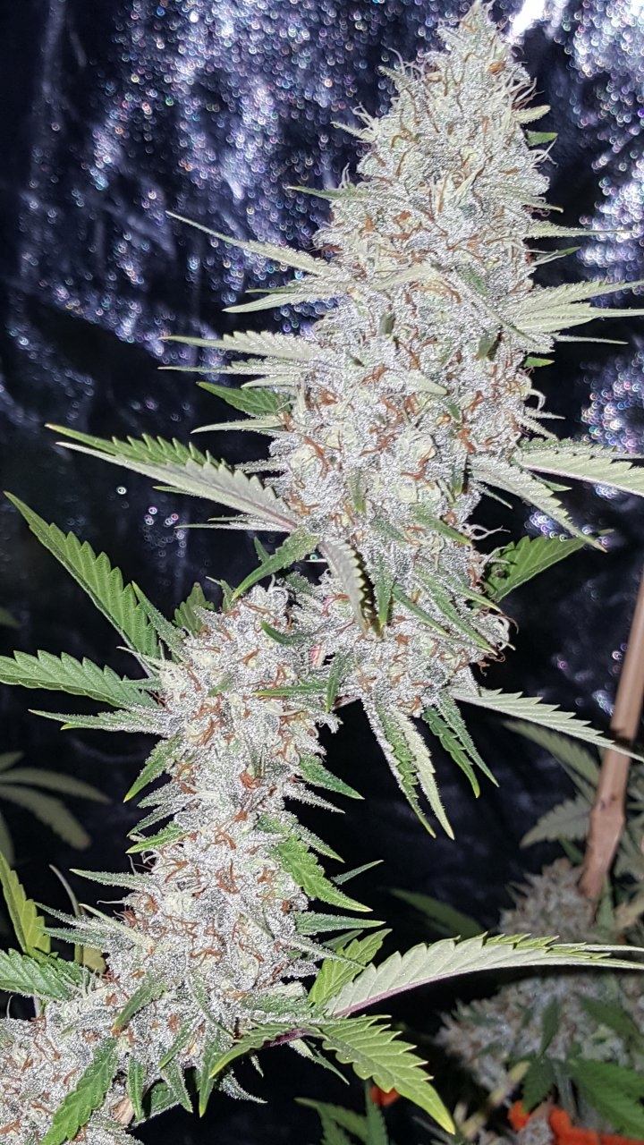 022019 Tangie Ghost Train 1.1 Flip Day 58 16.jpg