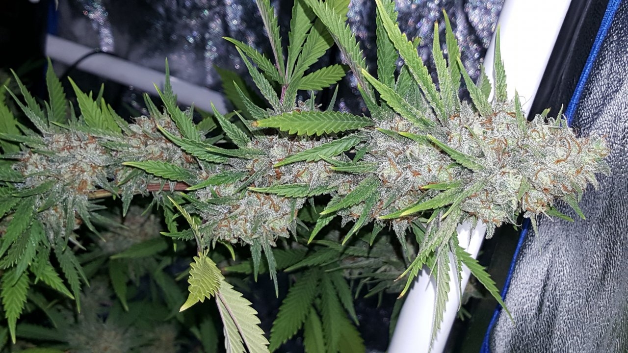 022019 Tangie Ghost Train 1.1 Flip Day 58 17.jpg