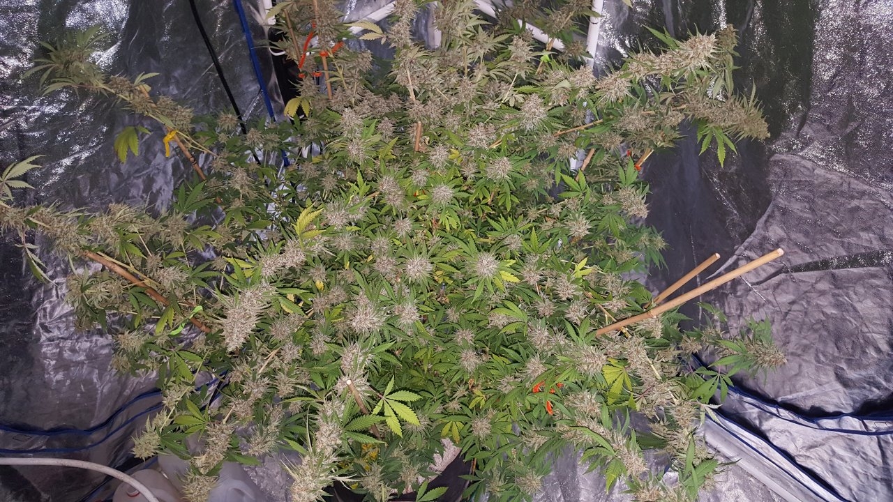 022019 Tangie Ghost Train 1.1 Flip Day 58 20.jpg