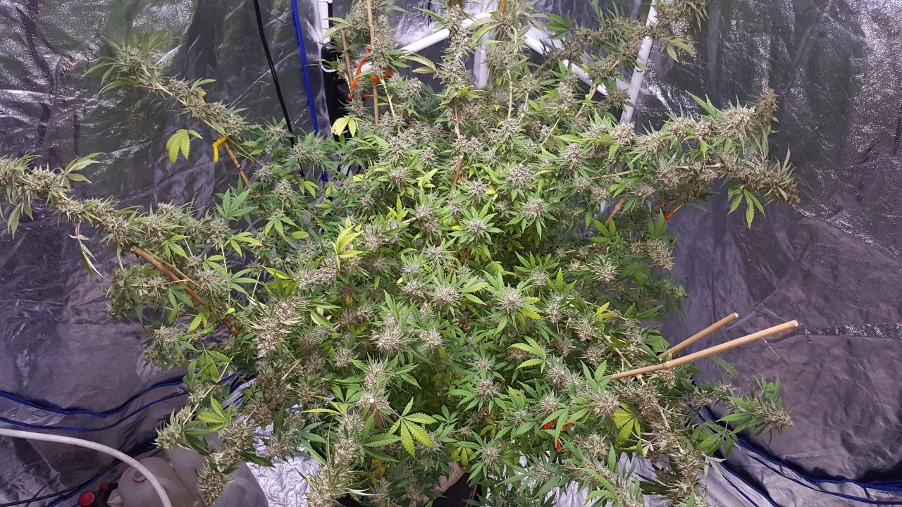 022019 Tangie Ghost Train 1.1 Flip Day 58 4.jpg