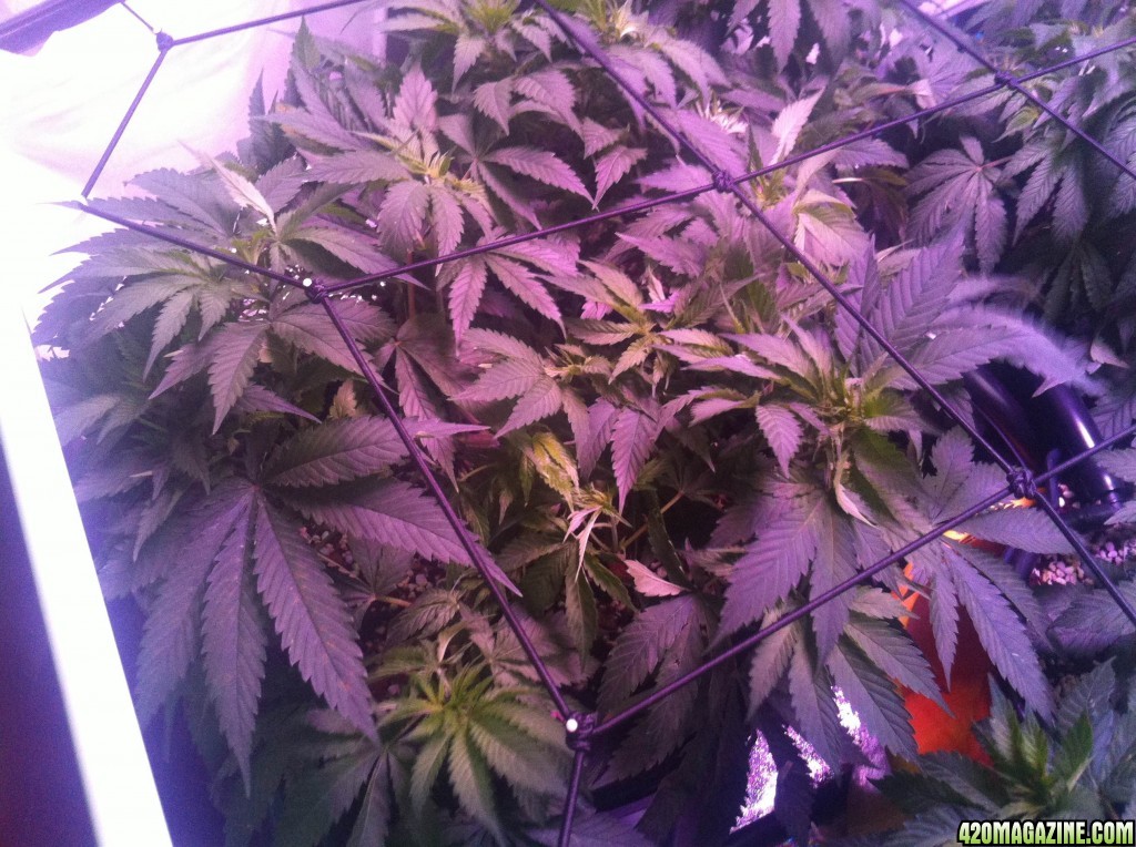 03/12/14 day 49 flower week 7