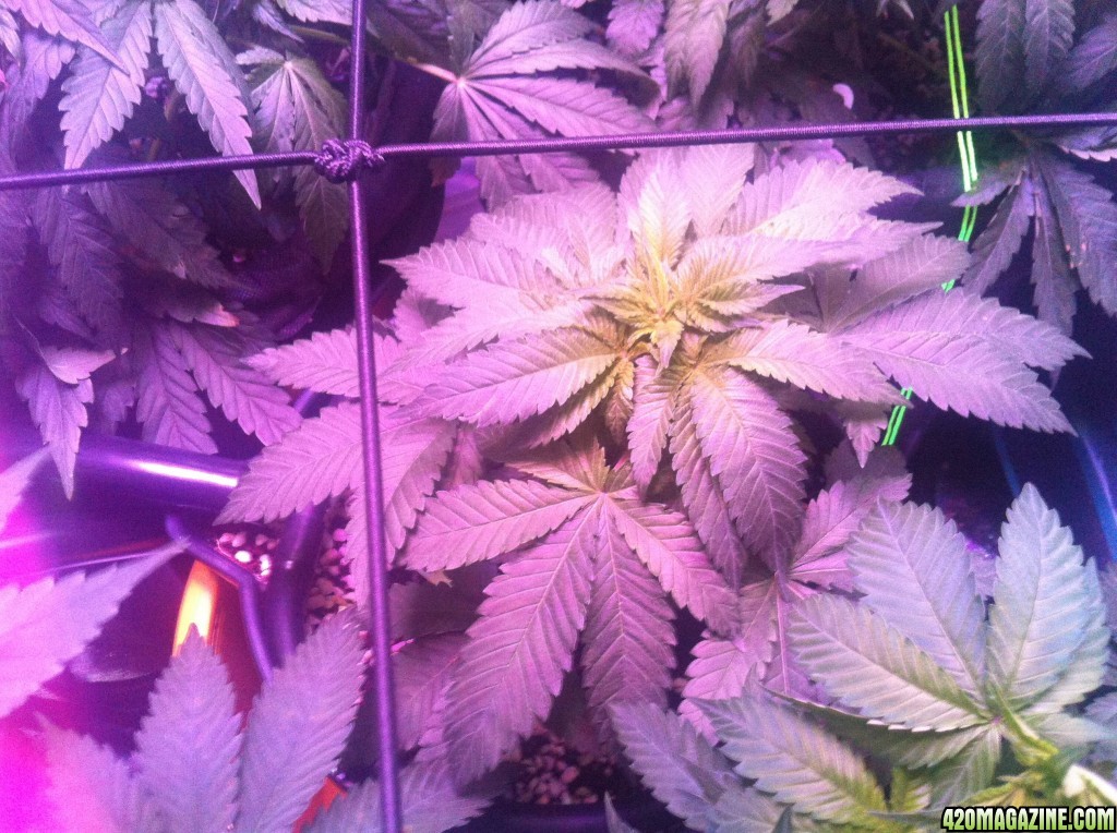 03/12/14 day 49 flower week 7