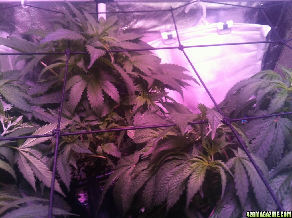 03/12/14 day 49 flower week 7