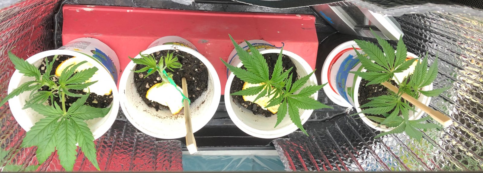 03 15 2021 Clones.jpg