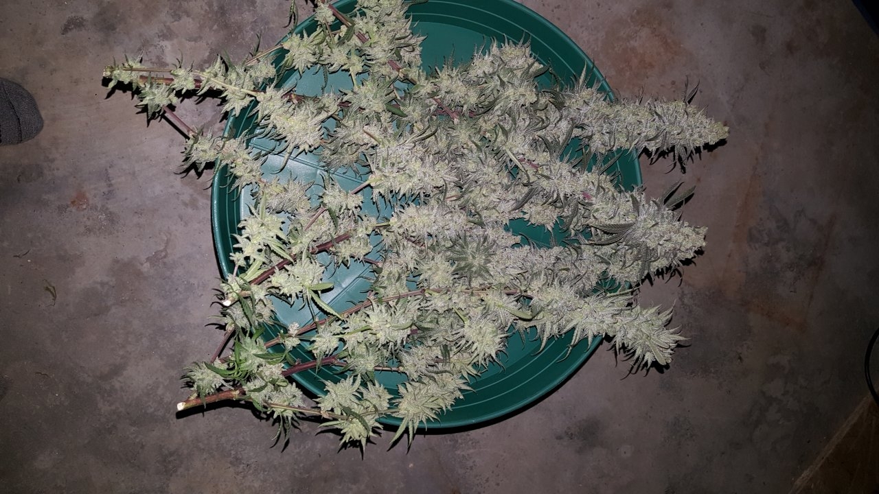 030619 Hindu Kush 1.2.1 Harvest Day 72 1.jpg