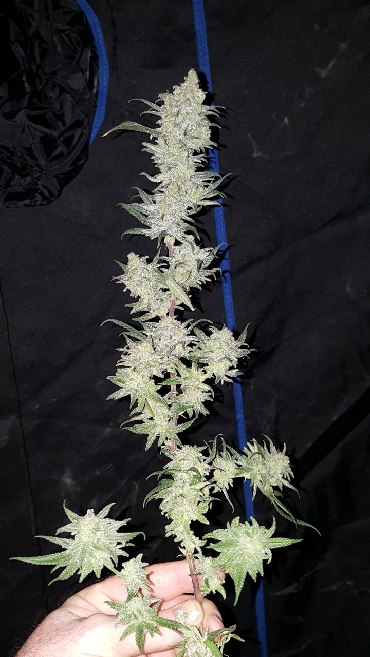 030619 Hindu Kush 1.2.1 Harvest Day 72 10.jpg