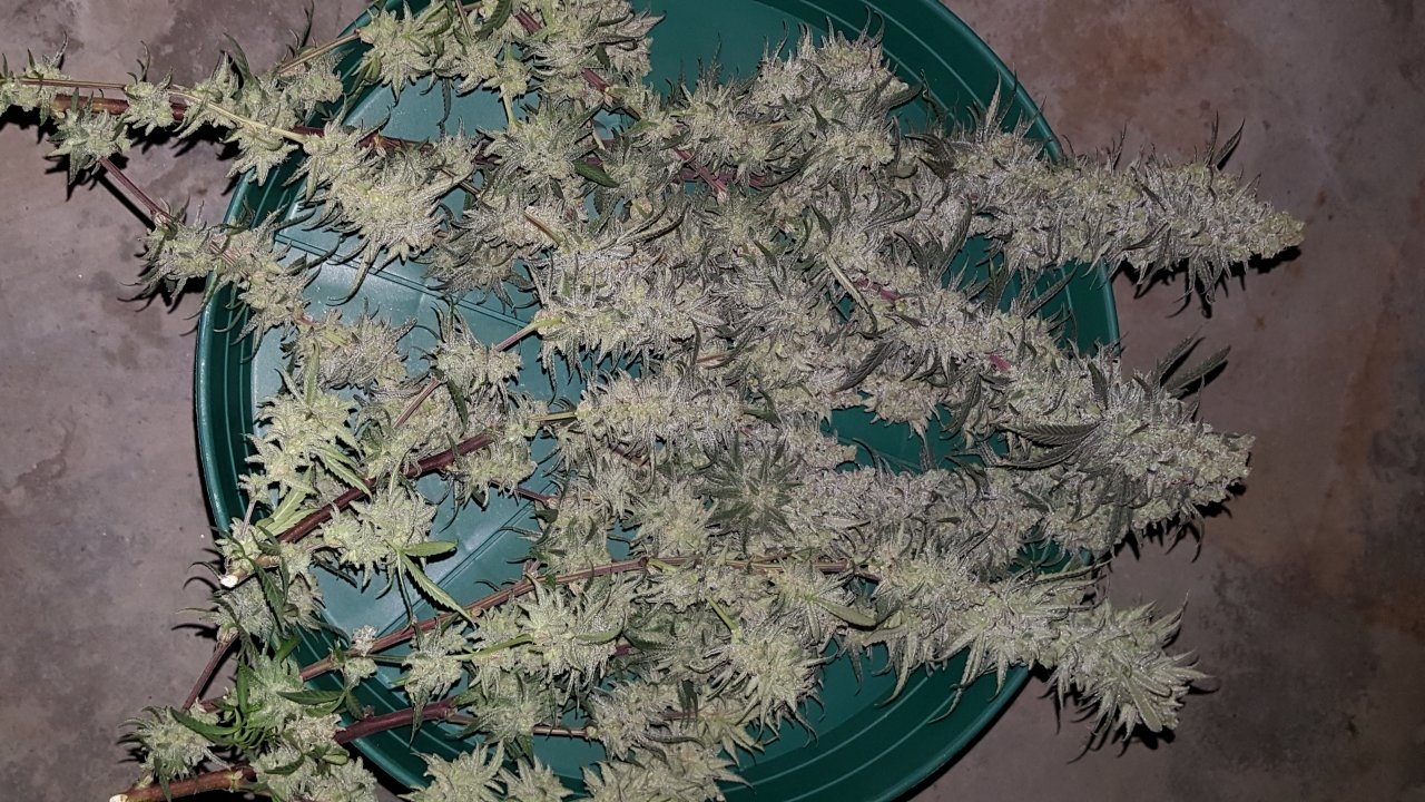 030619 Hindu Kush 1.2.1 Harvest Day 72 2.jpg