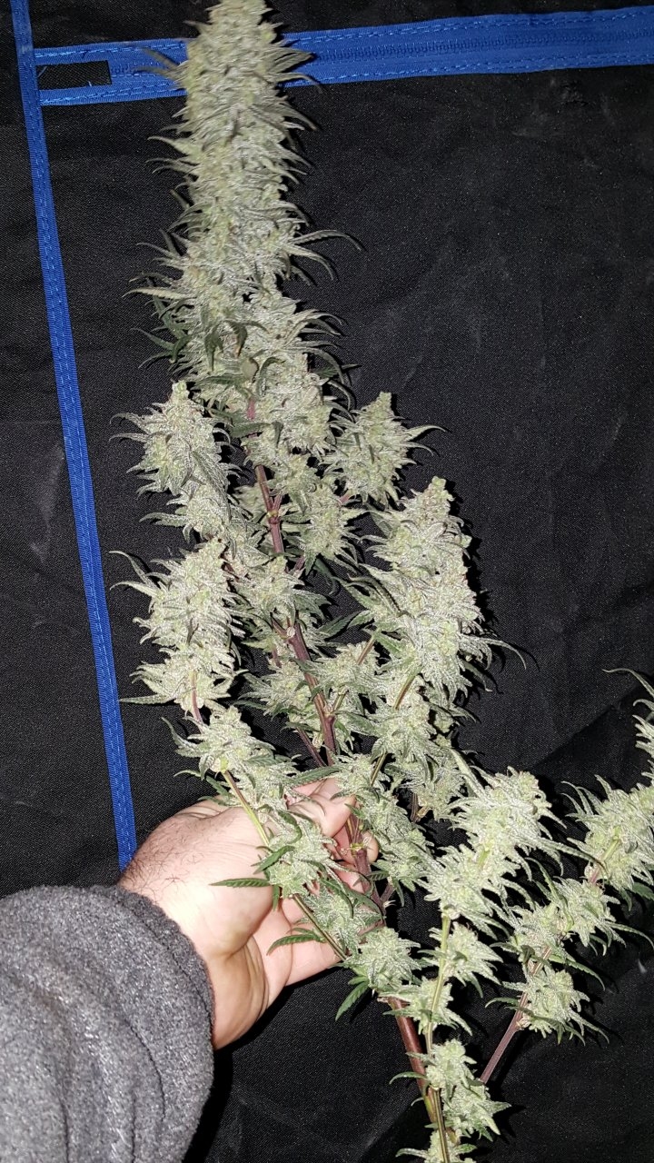 030619 Hindu Kush 1.2.1 Harvest Day 72 3.jpg