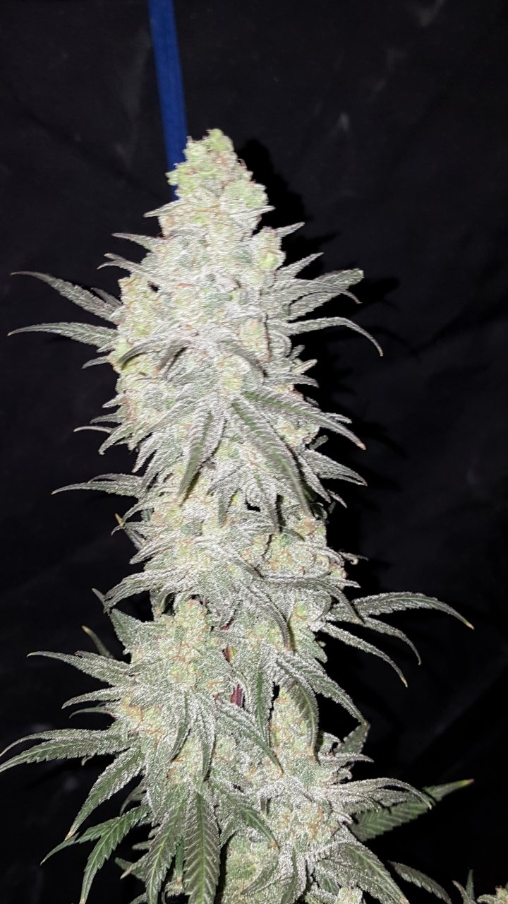 030619 Hindu Kush 1.2.1 Harvest Day 72 4.jpg