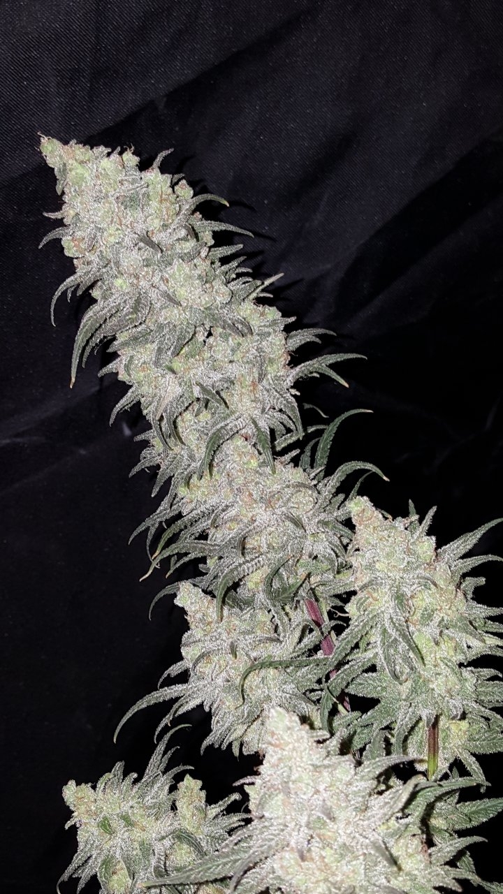 030619 Hindu Kush 1.2.1 Harvest Day 72 7.jpg