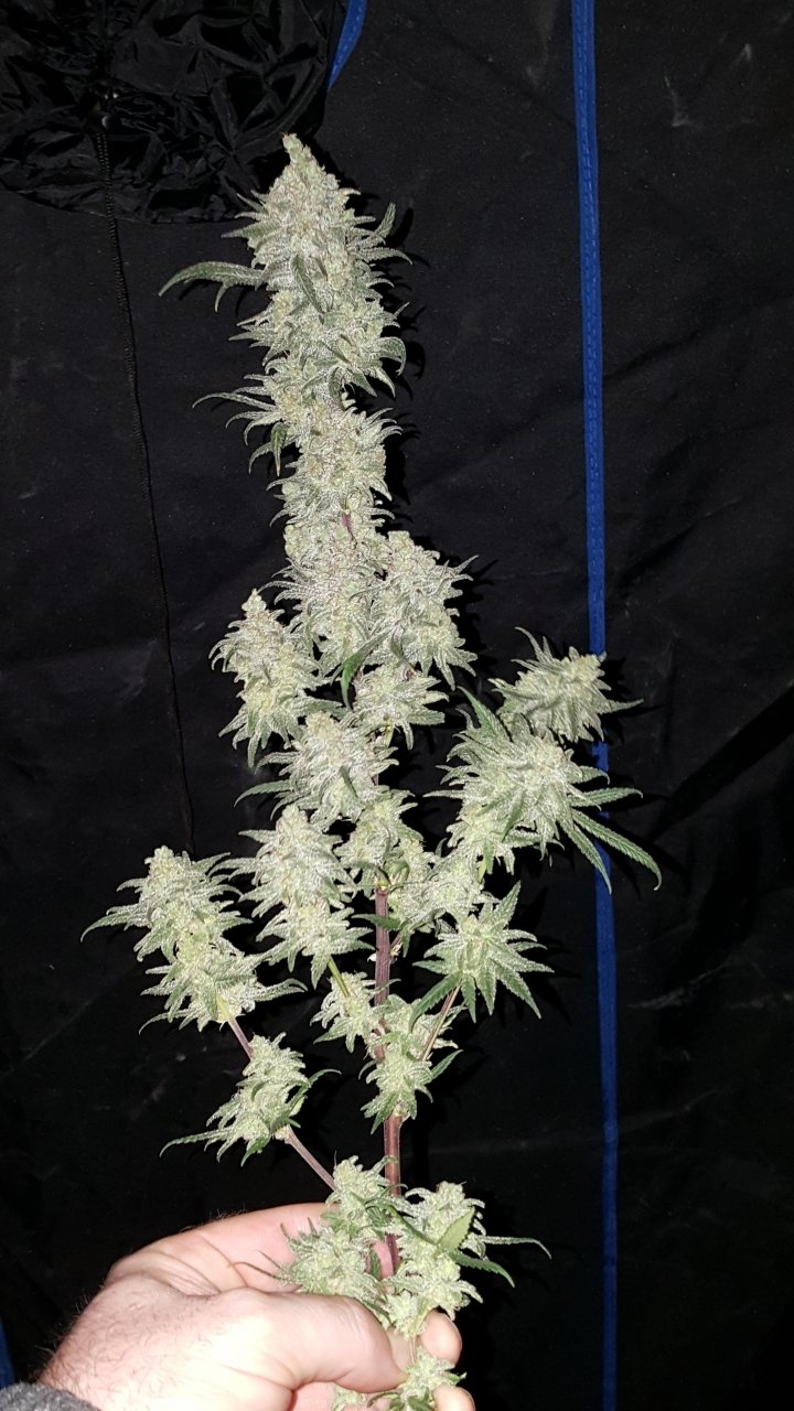 030619 Hindu Kush 1.2.1 Harvest Day 72 9.jpg