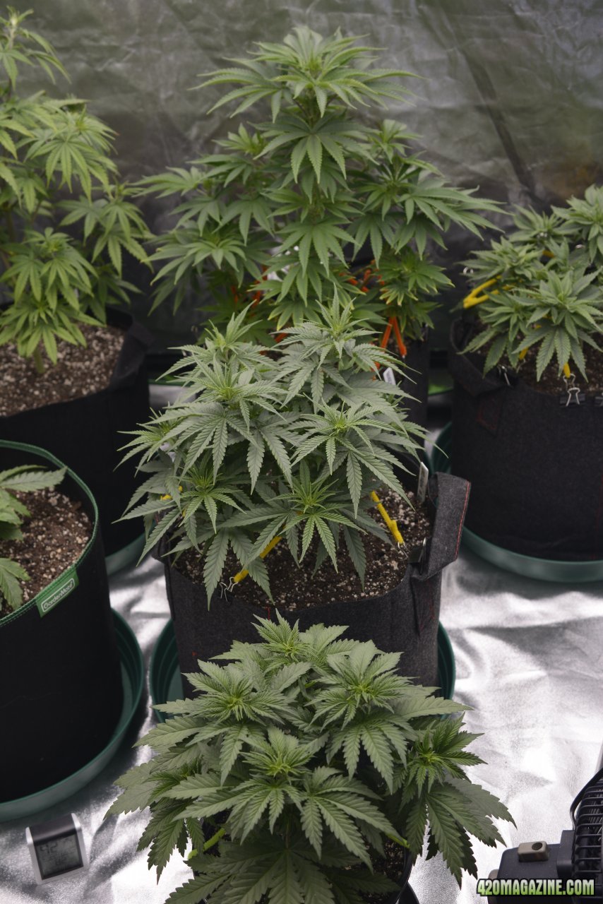 030918 Blue Dream Veg Day 29 1.JPG