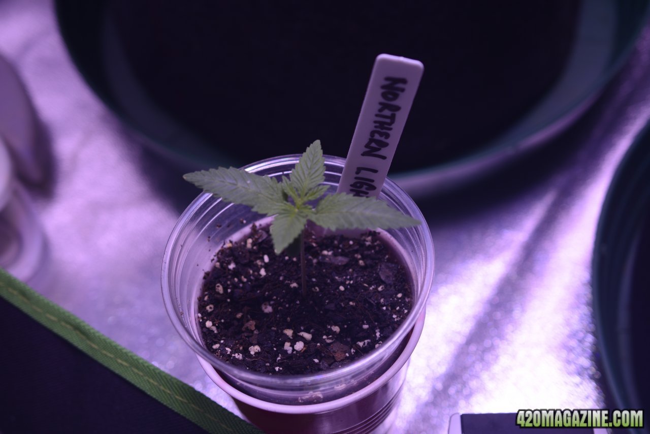 030918 Northern Lights Seedling Day 7 1.JPG