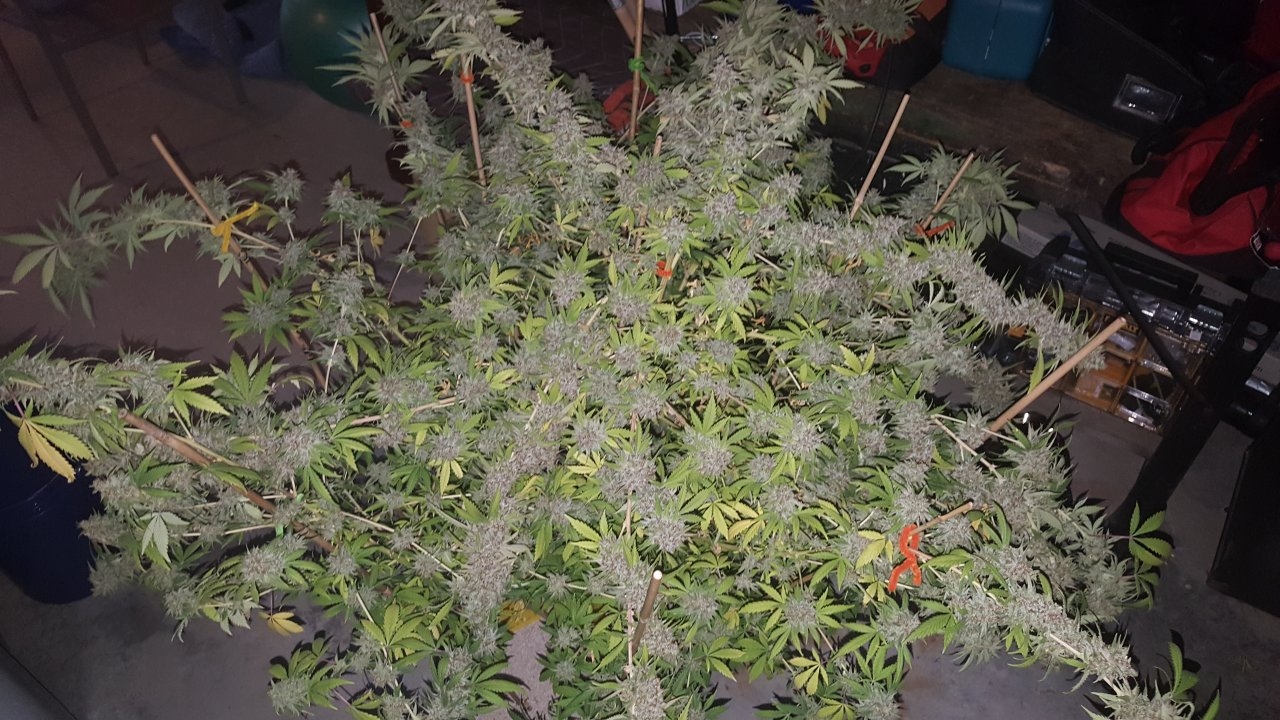 031119 Tangie Ghost Train Harvest Day 78 1.jpg