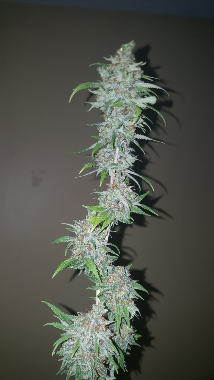 031119 Tangie Ghost Train Harvest Day 78 10.jpg