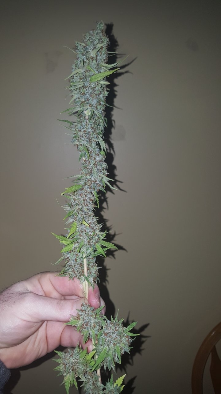 031119 Tangie Ghost Train Harvest Day 78 11.jpg