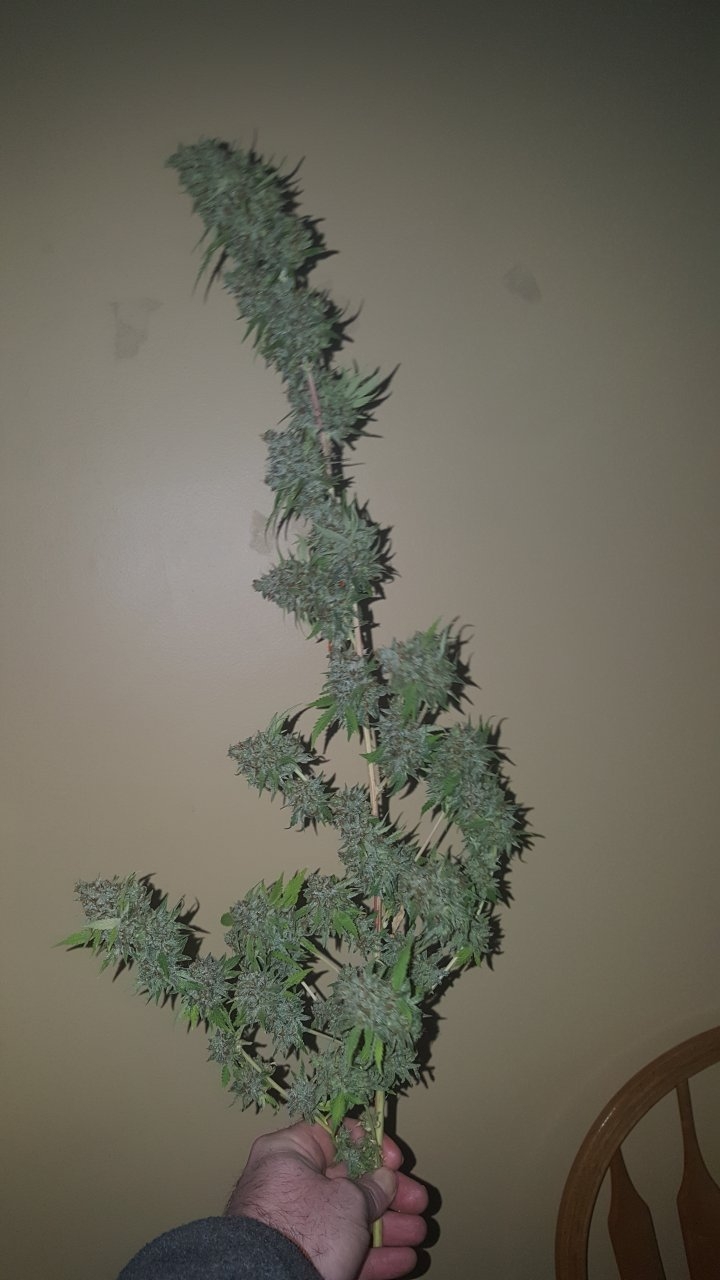 031119 Tangie Ghost Train Harvest Day 78 12.jpg