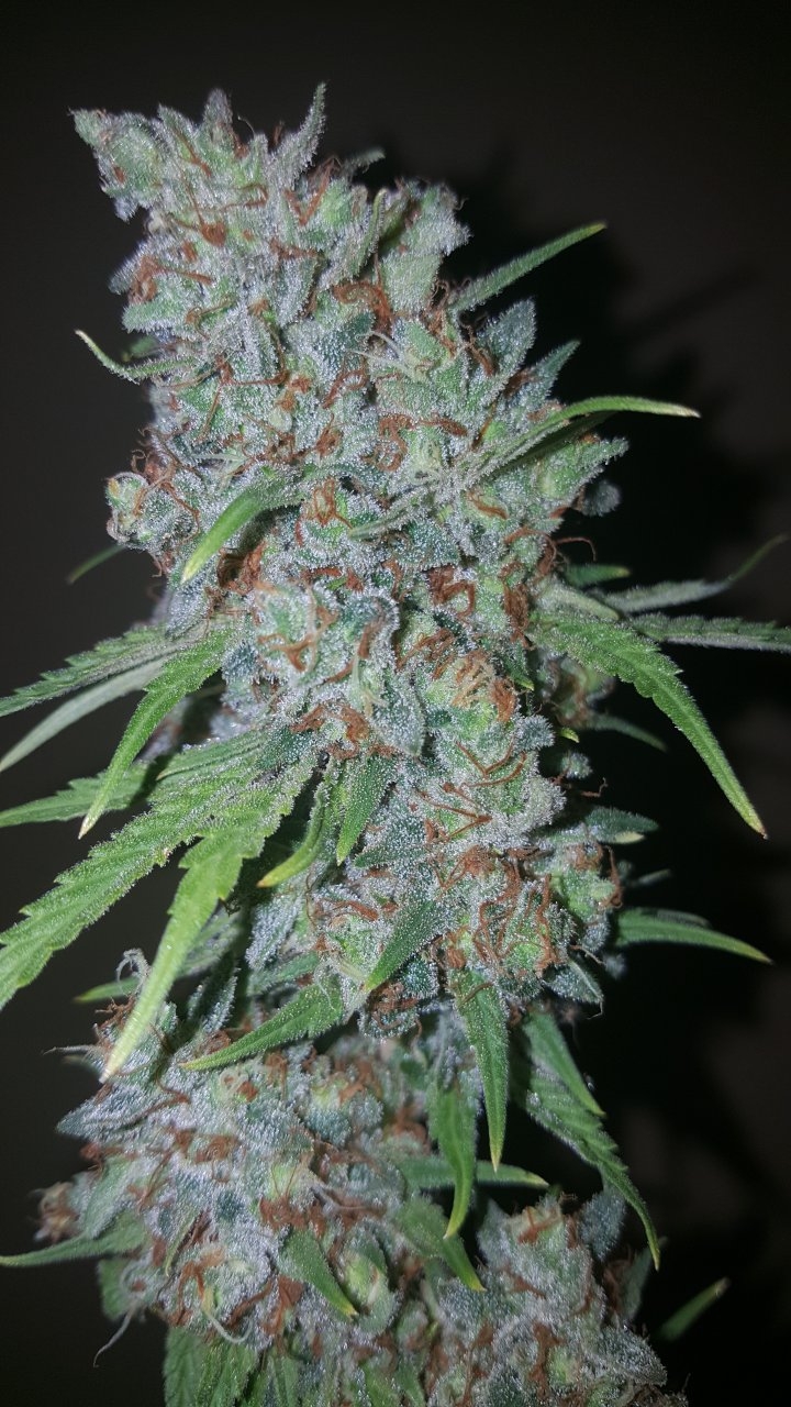 031119 Tangie Ghost Train Harvest Day 78 13.jpg